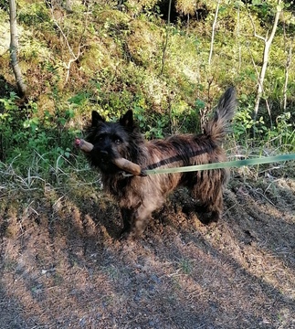 Verijälki treenit