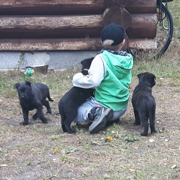 Lapsi ja koira kurssi