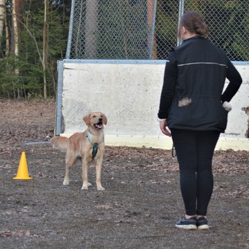 Toko treeniryhmät