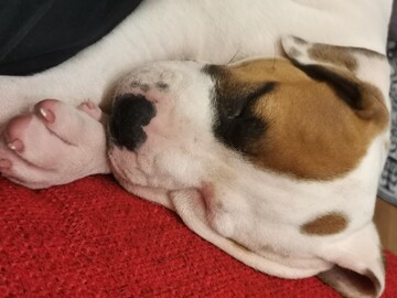 Arjentaitoja ja hyvinvointia etänä